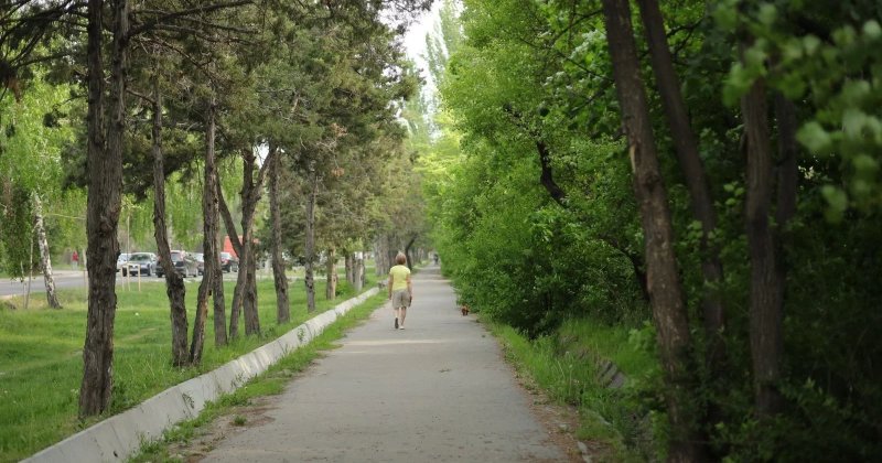 Длинная аллея с высокими деревьями, уходящая вдаль