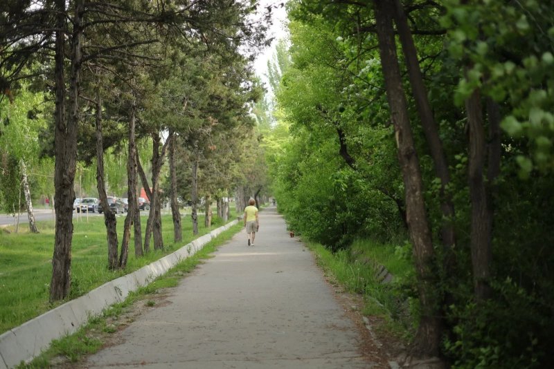 Длинная аллея с высокими деревьями, уходящая вдаль